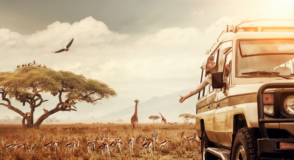 Nella savana o nella giungla: viaggiare più sicuri con il cdi Nella savana o nella giungla: viaggiare più sicuri con il cdi