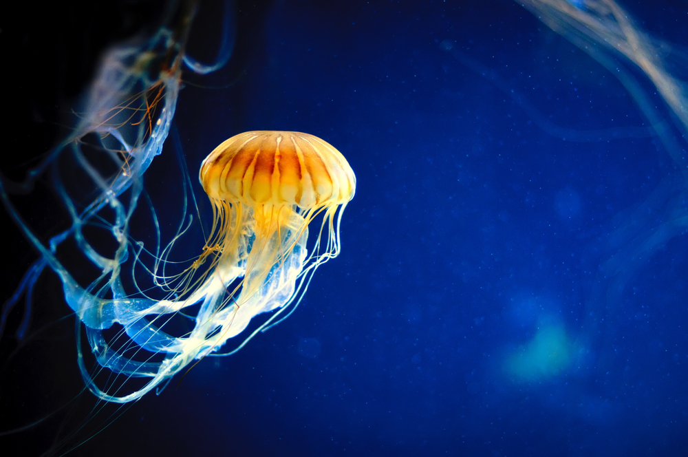 Meduse velenose e animali affini Meduse velenose e animali affini