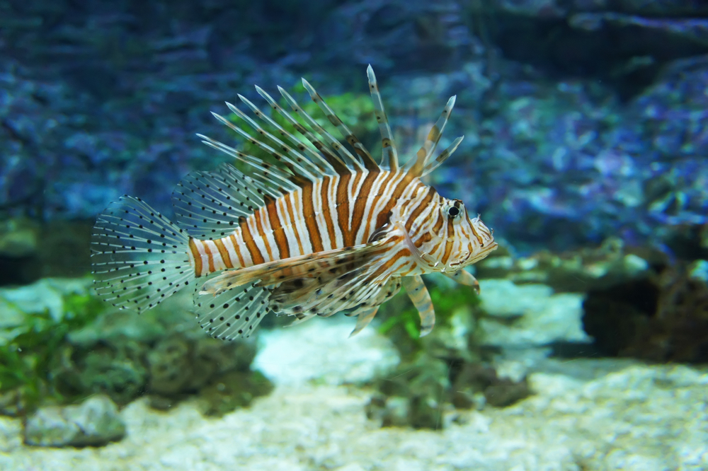 Lion Fish