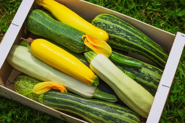 Zucchine Zucchine