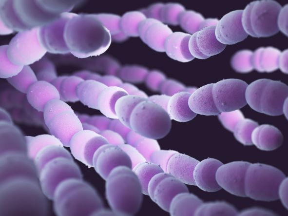 Vaccino antipneumococcico: chi dovrebbe farlo Vaccino antipneumococcico: chi dovrebbe farlo