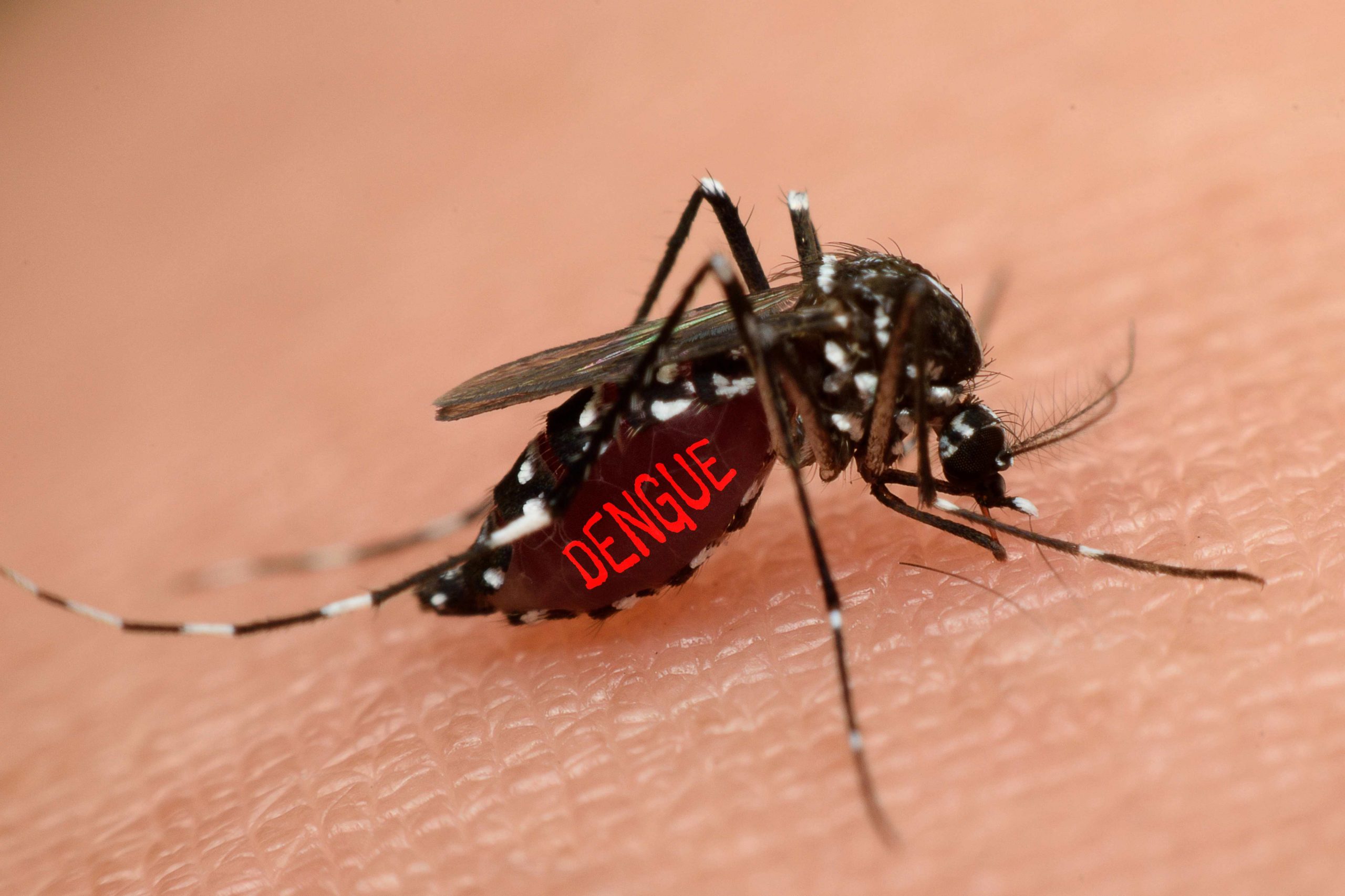Dengue: disponibile il vaccino