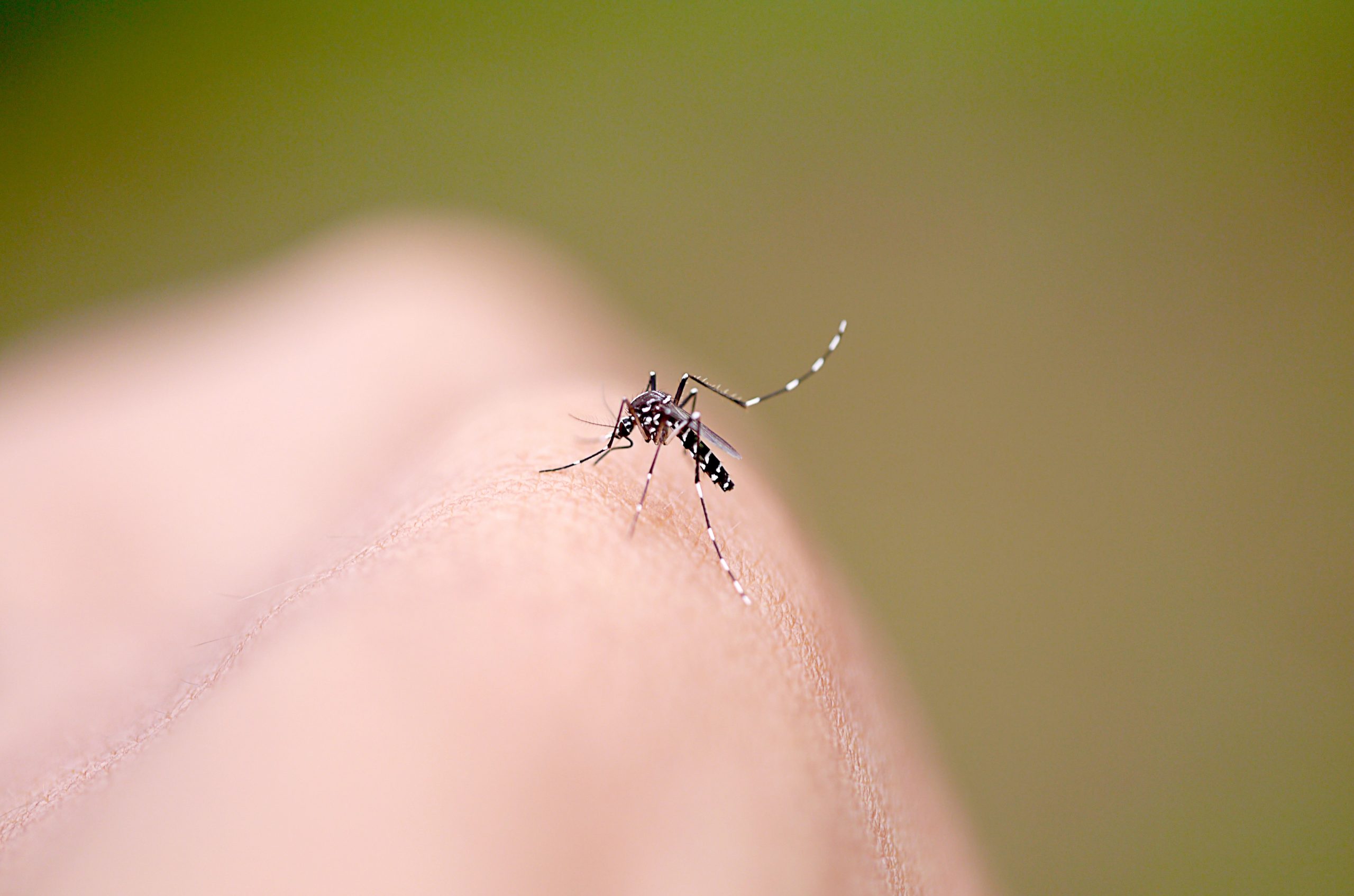 malaria